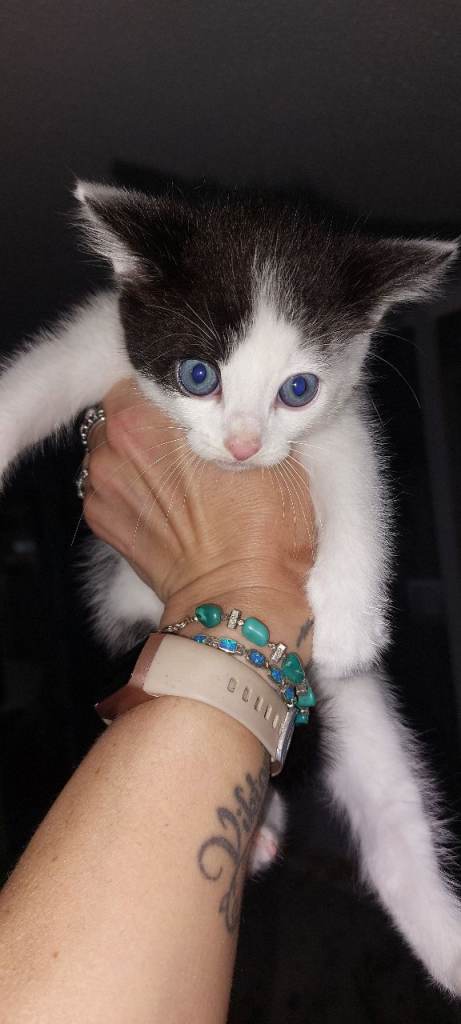 Kittens 