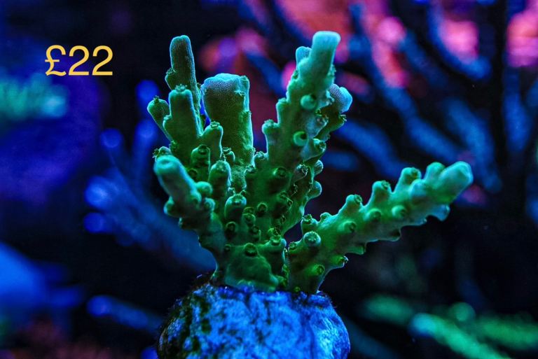 Green stag coral marine frag