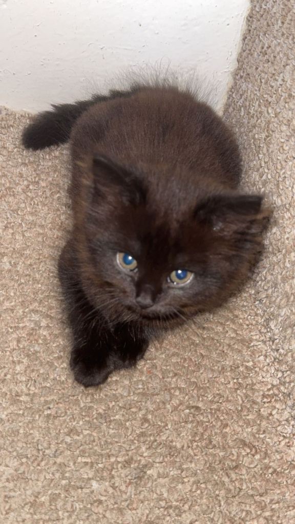 1 beautiful 12 week old kittens