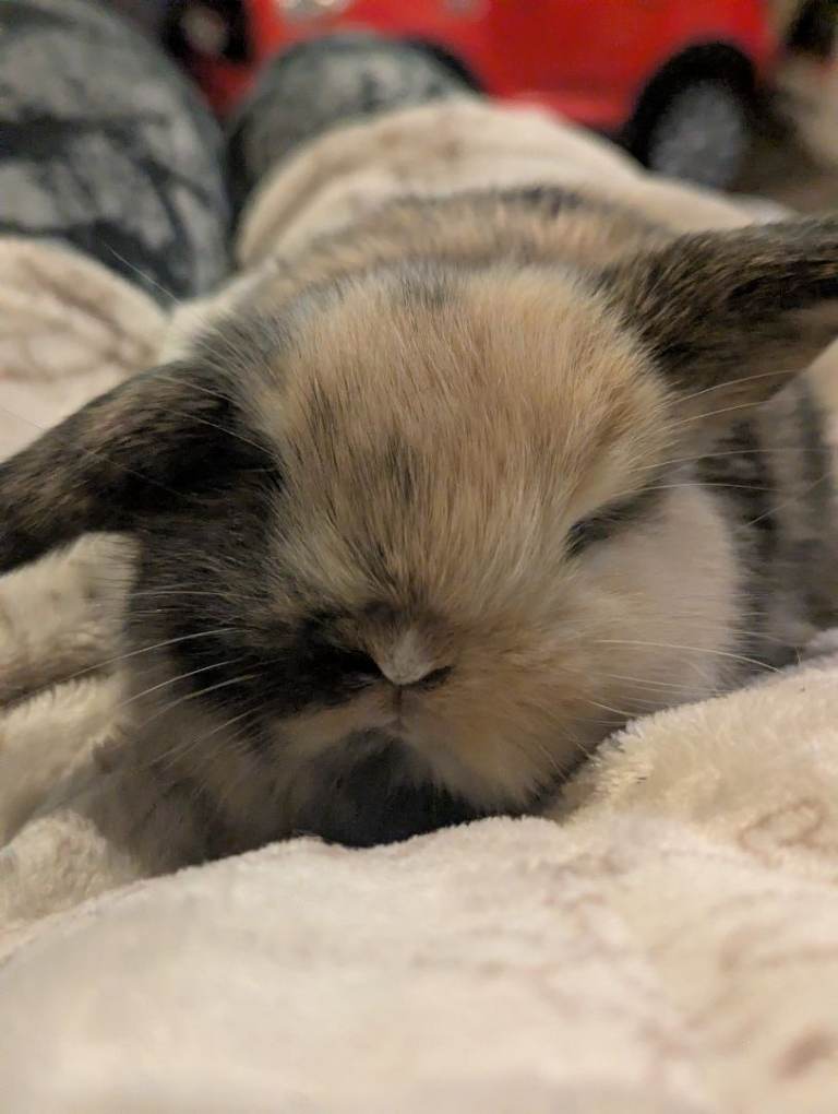Mini lop 
