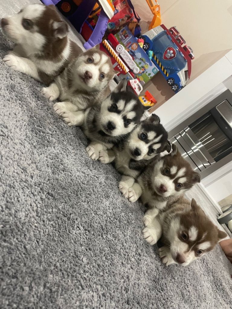 Siberian husky puppies