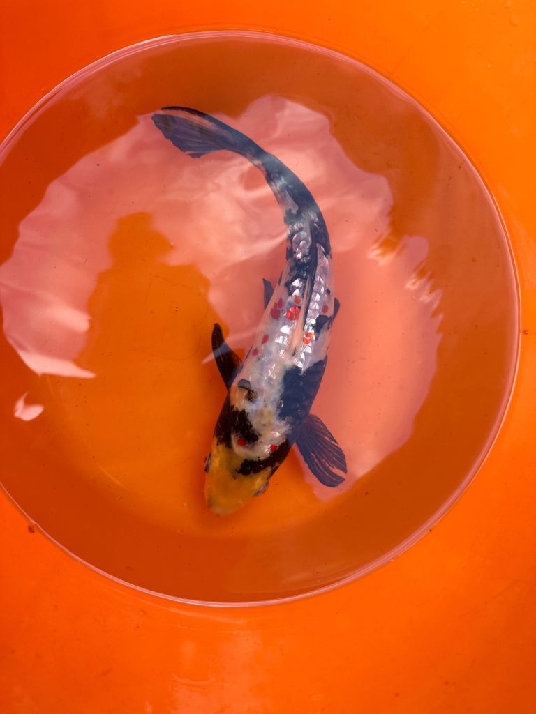 Koi carp for sale 