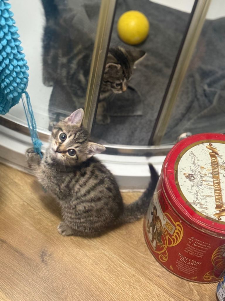 Kittens to a good home
