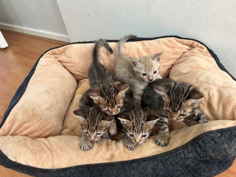 Purebreed Bengal