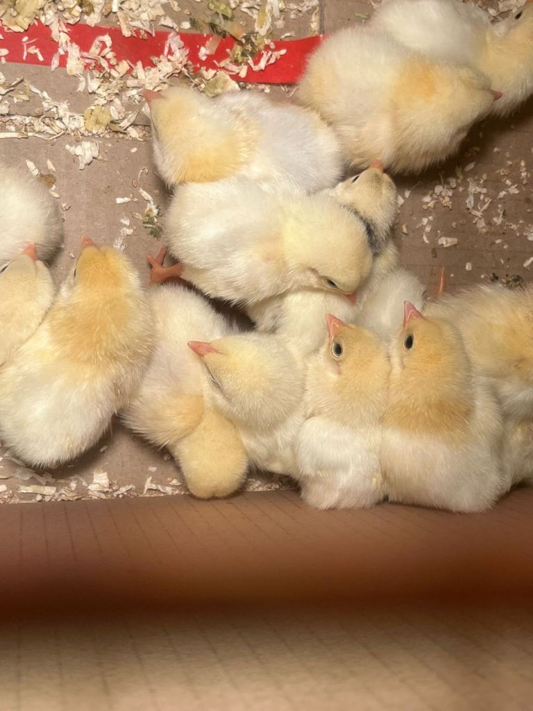 Tarkish/Sussex baby chicks 