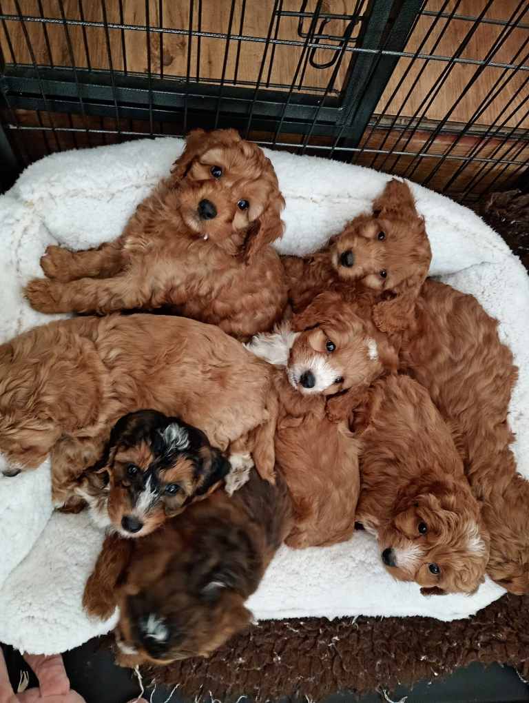 Stunning F1 cockapoo pups