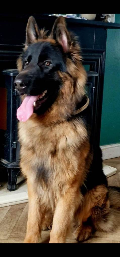 German shepherd pups