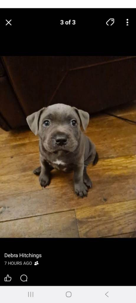 Blue staffies