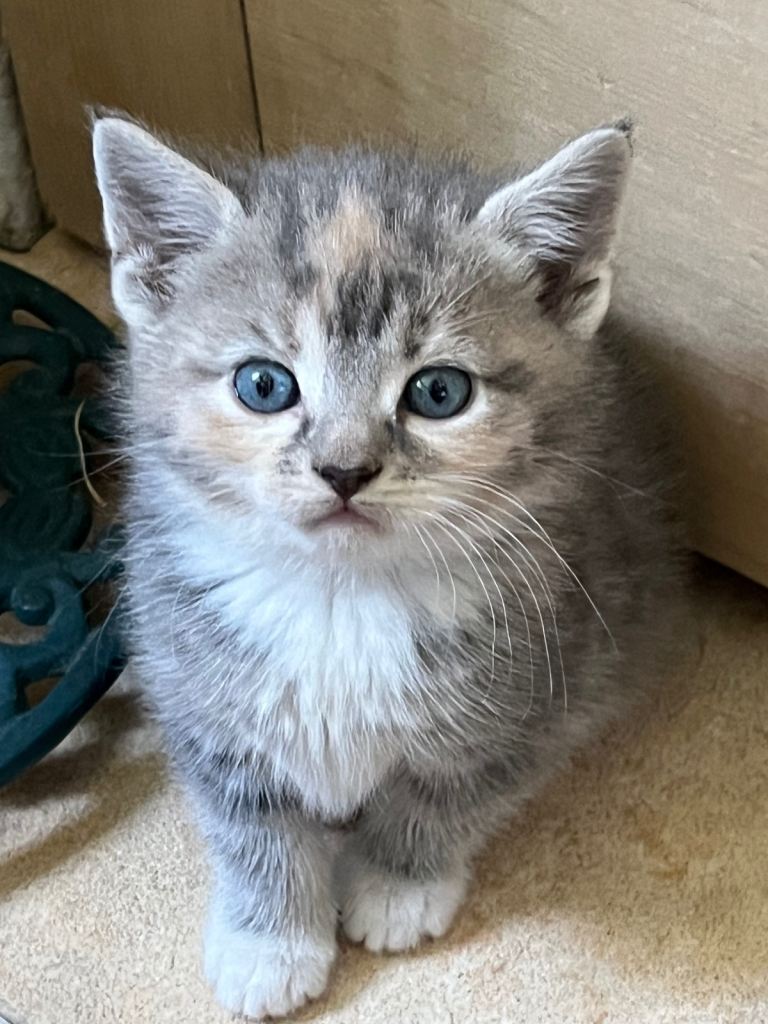 3 beautiful kittens for sale 