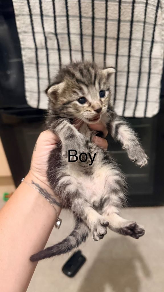 6 beautiful kittens