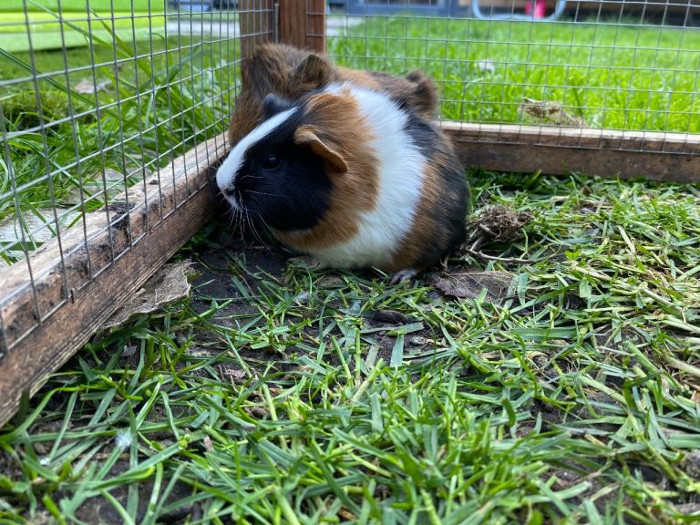 Male Guinea pigs 