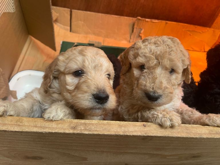 Labradoodle Puppy for sale
