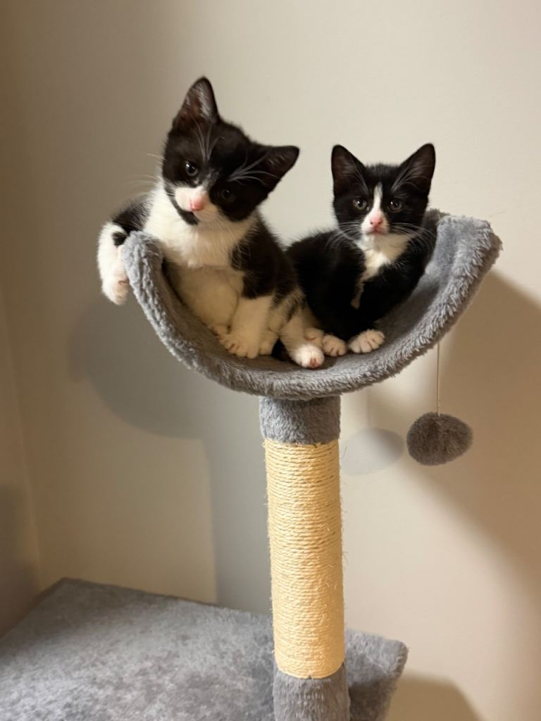 Beautiful Kittens for sale 