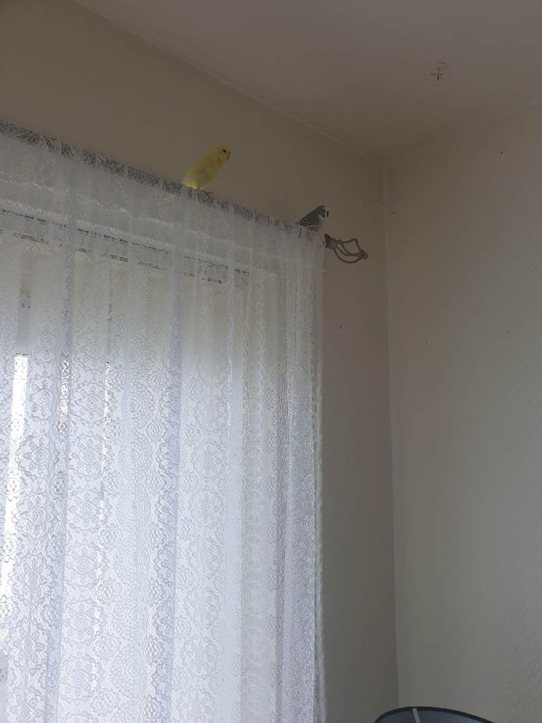 2 budgies plus cage and stand