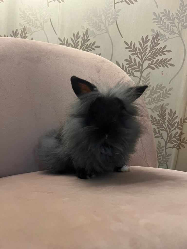 Beautiful Mini Lion Lop Bunnies
