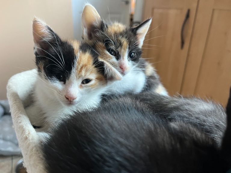 1 kitten looking for their forever homes