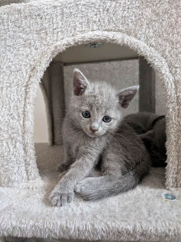 Last Stunning Russian Blue Girl 🩶