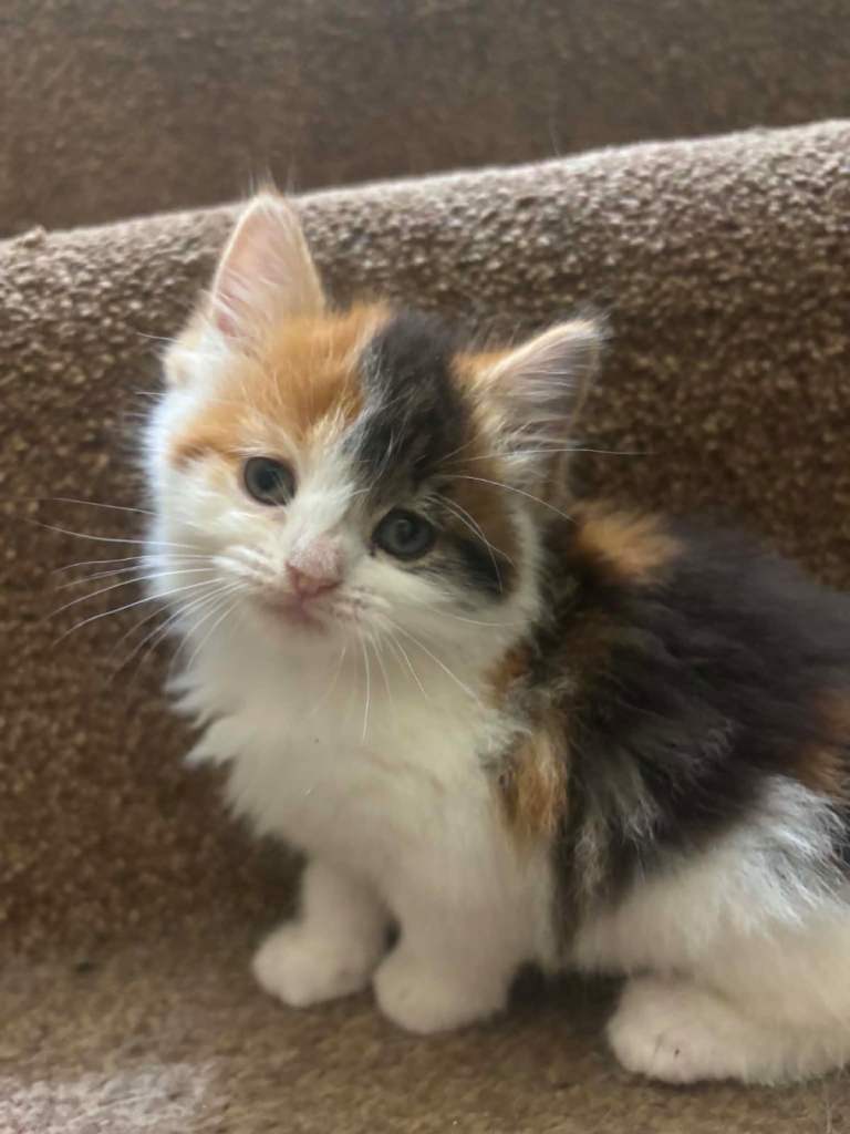 2 female calico kittens 
