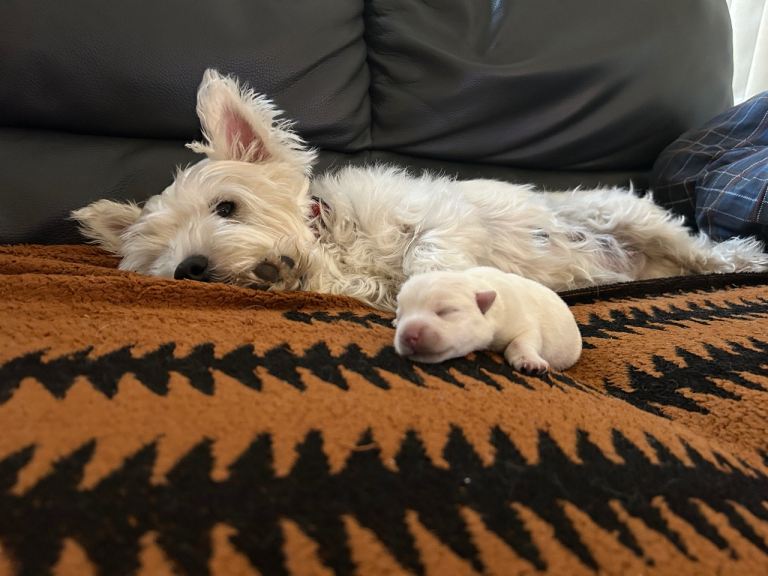 West Highland Terrier KC Registered male puppy 