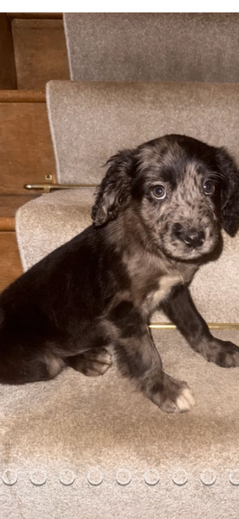 Cocker spaniel Mixed Lurcher 