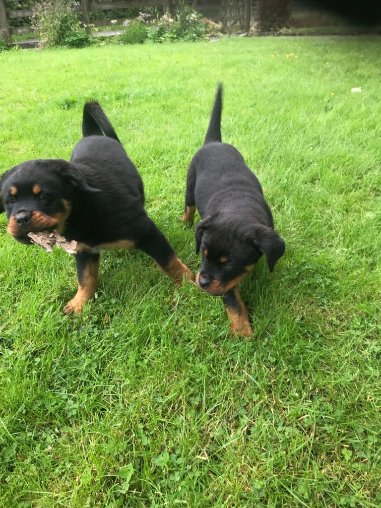 Rottweiler puppies 