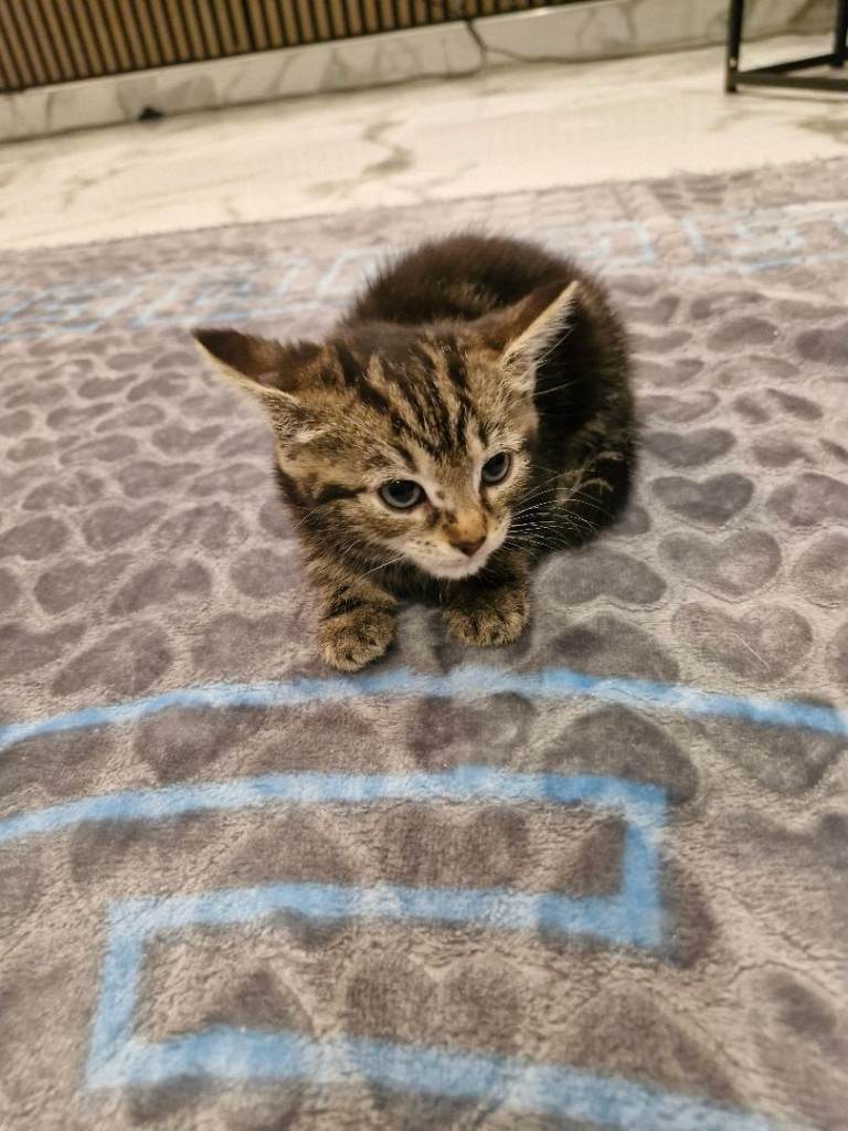 Adorable 2-Month-Old Kitten Looking for a Loving Home