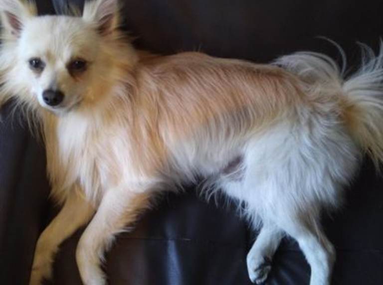 Pomeranian boy for sale 