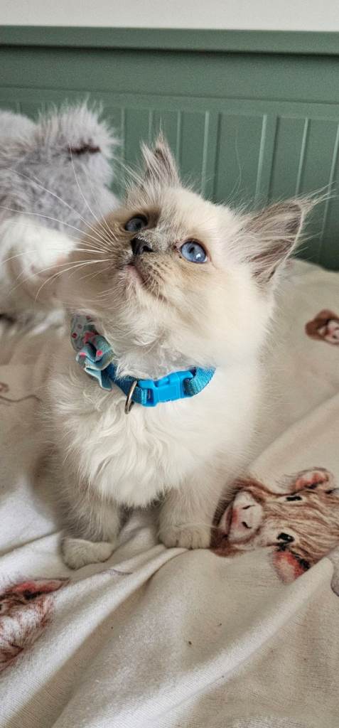 6 Gorgeous Ragdoll kittens