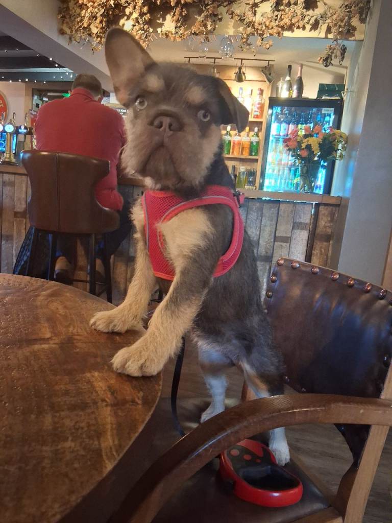 Female Fluffy french bulldog
