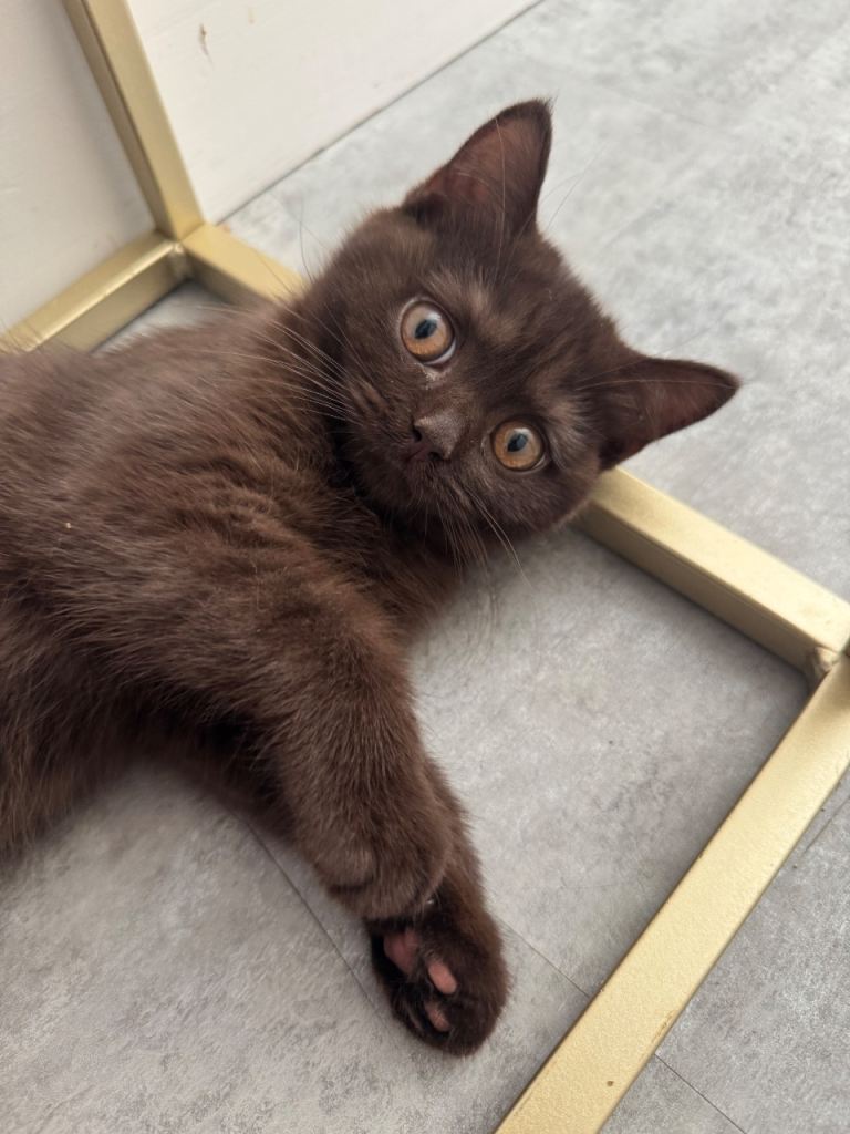 British Shorthair Kitten