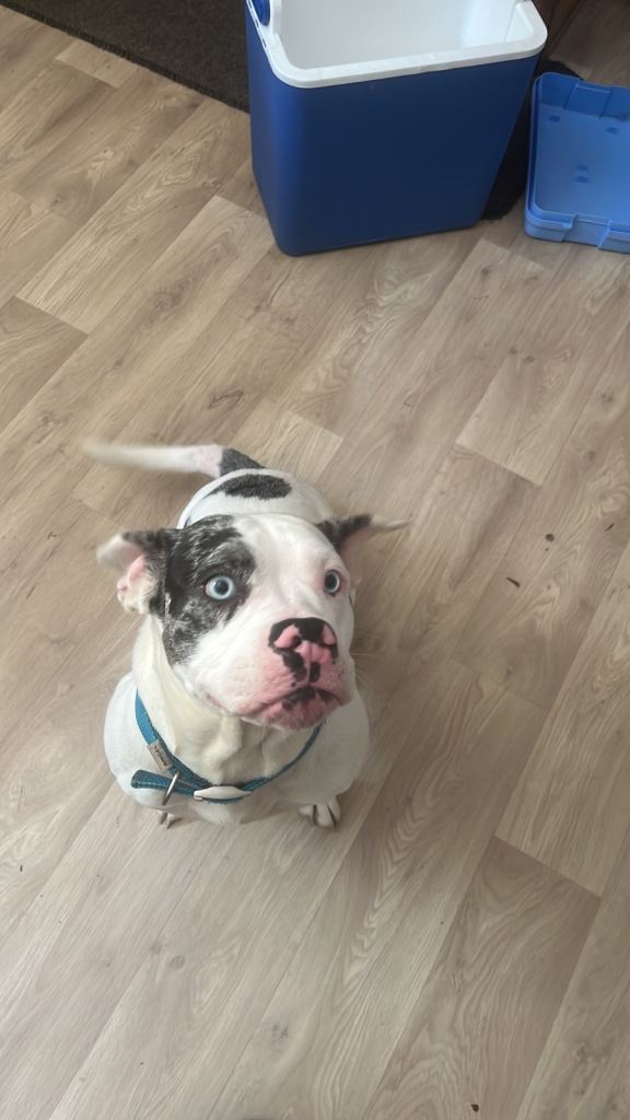 3 year old girl for sale 