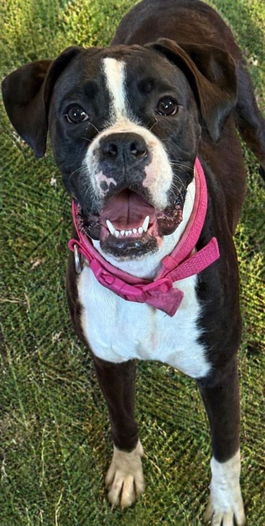 Kc registered boxer bitch