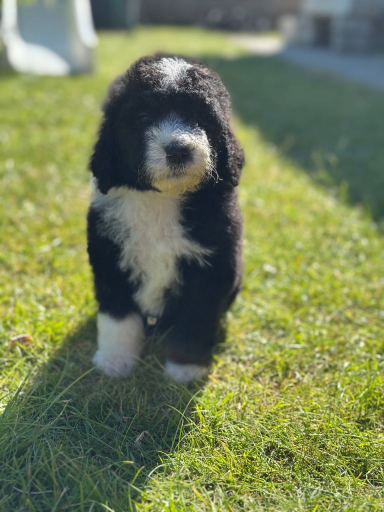 Sheepadoodle Puppies  5 Girls & 6 Boys Ready End of July
