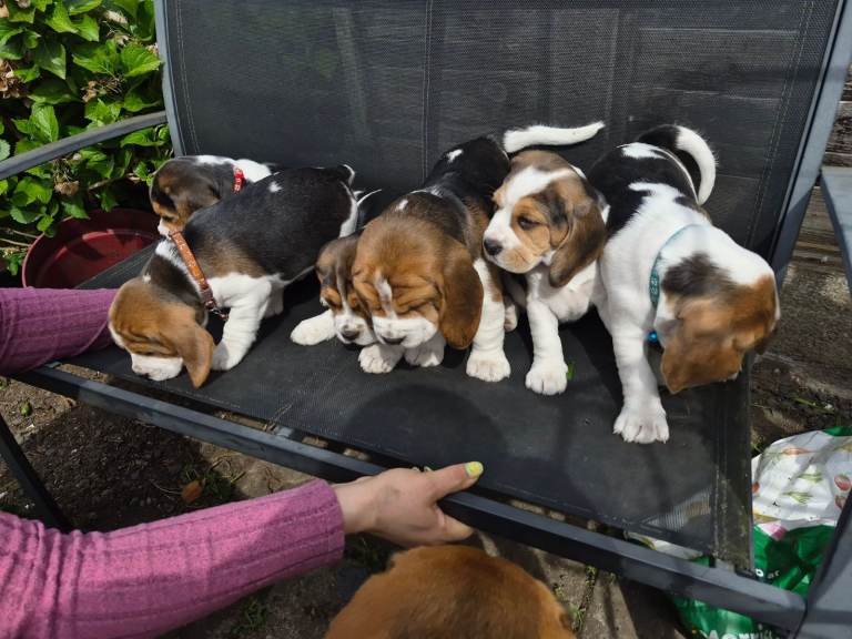Beagle puppies for sale 