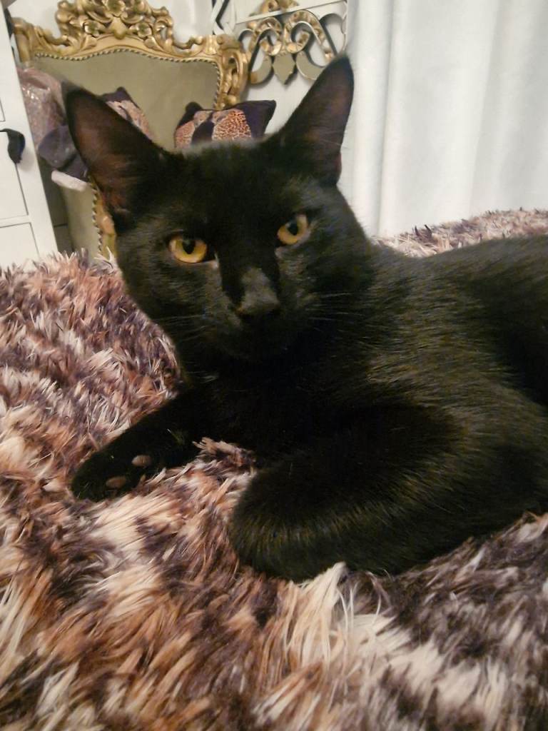 Bombay mix 100% Bombay Traits