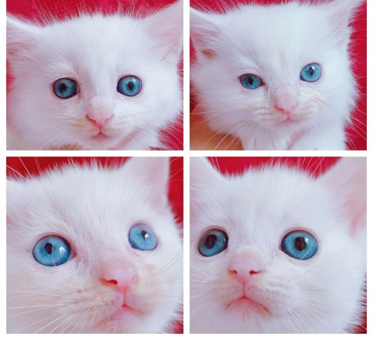 Beautiful White Kittens with Blue Eyes | Friendly, Playful & Affectionate | Family Pets