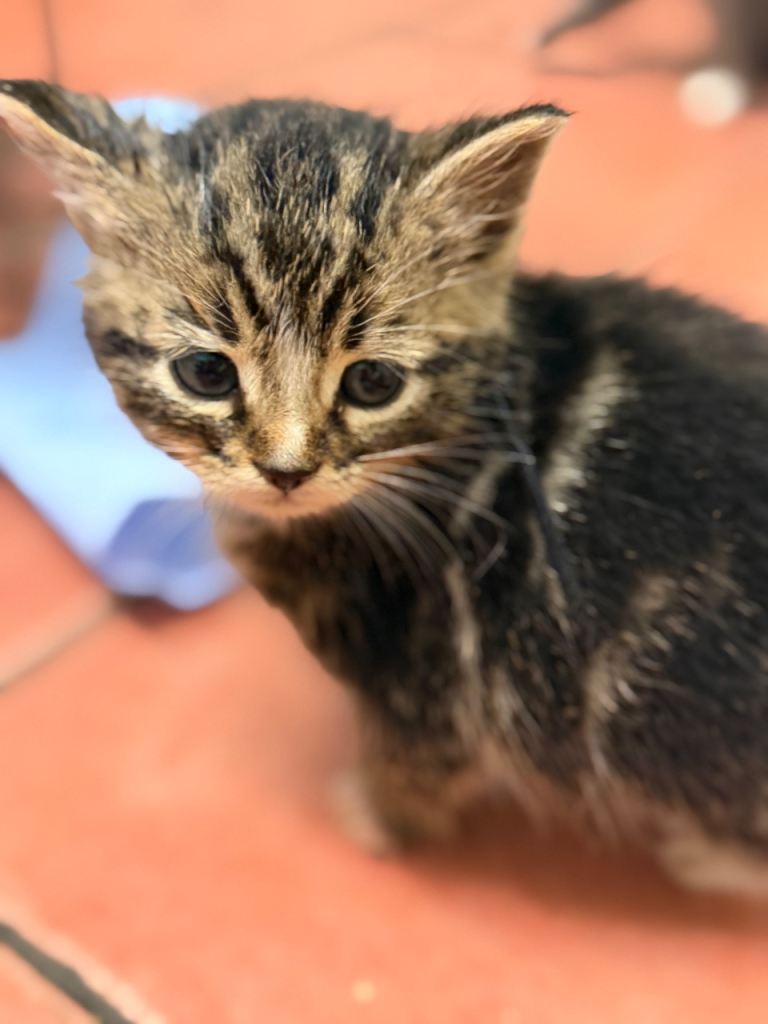 🐾 Kittens Looking for Loving Homes 🐾