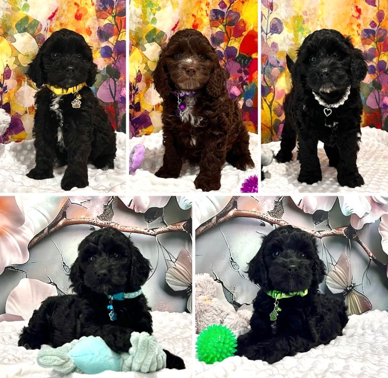 🏆CHAMPION LINES🌟 SHOW-TYPE Miniature F1 Cockapoos