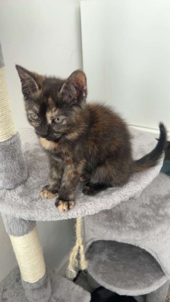 Kittens ready to go home!! 