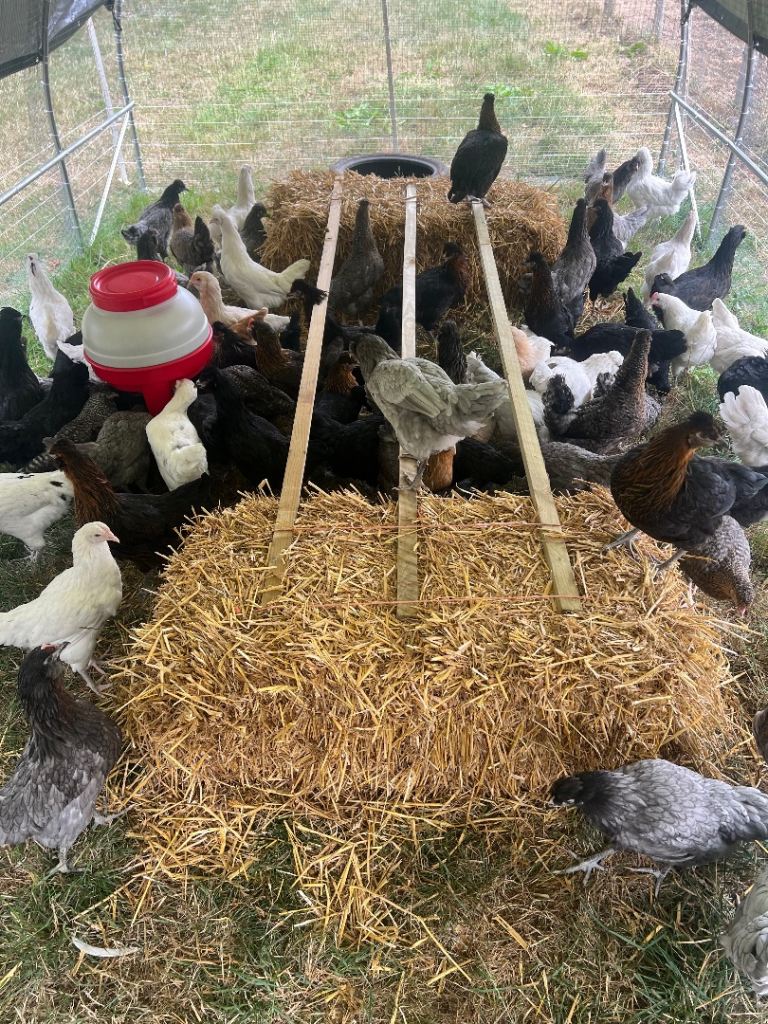 Point of lay hybrid hens