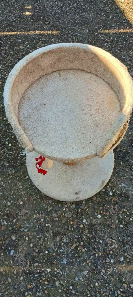 Cat accessories 