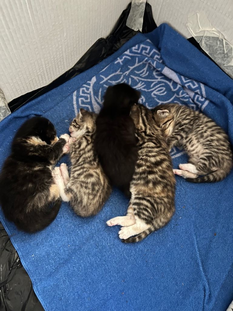 5 kittens 