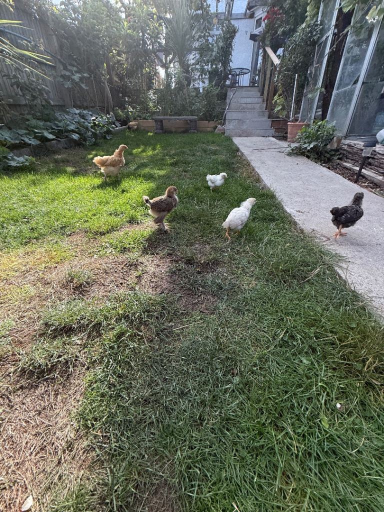 Chicken chicks 