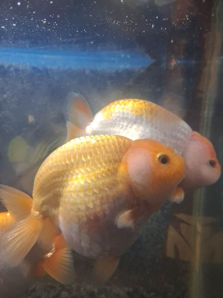 Gold fish ranchu