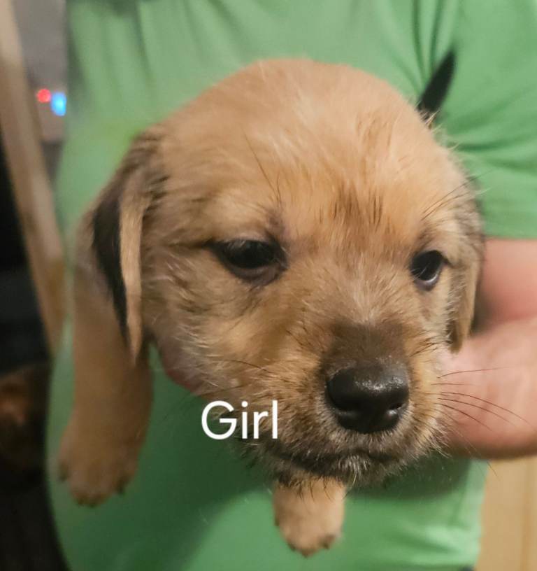 Lurcher puppies (northern ireland) 