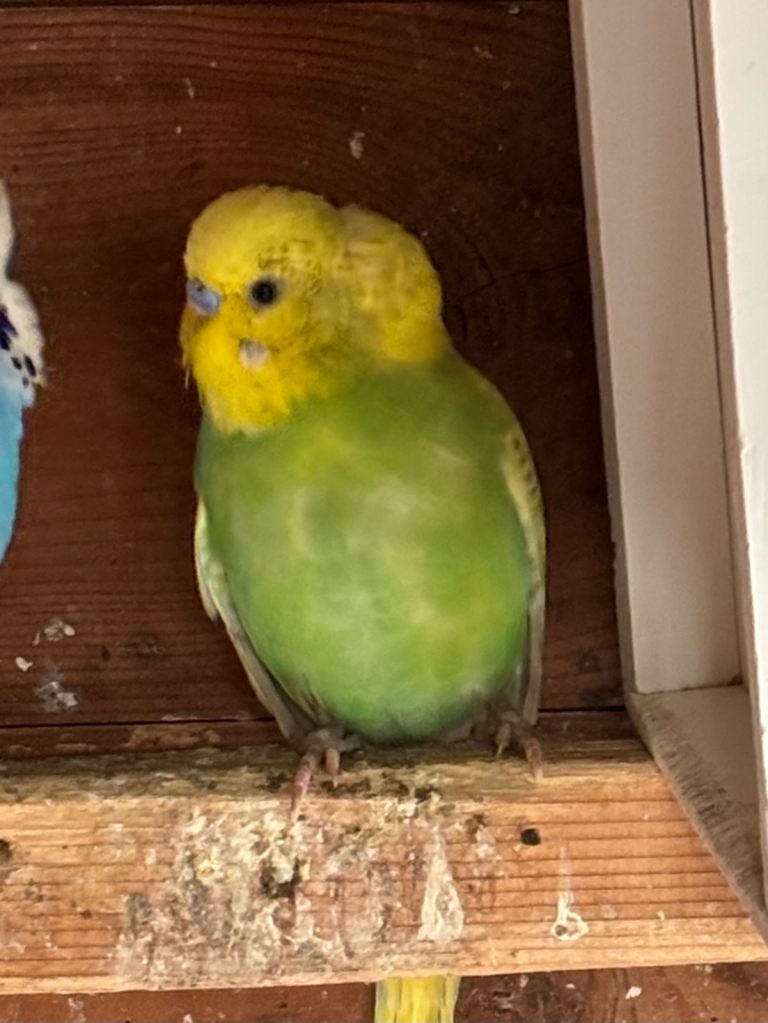 Male Baby budgie for sale with starter cage