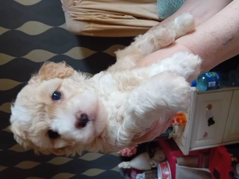 Bichon frise mix with Maltese 