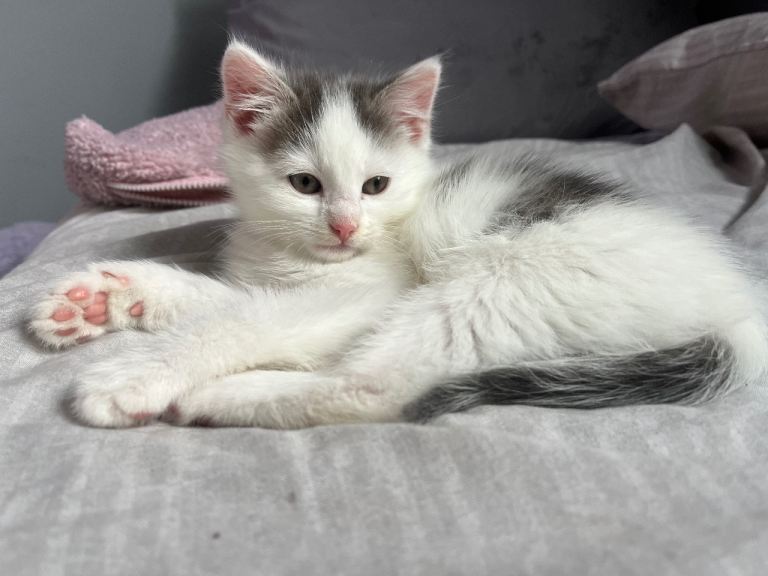Beautiful grey and white kitten and black and white kitten 