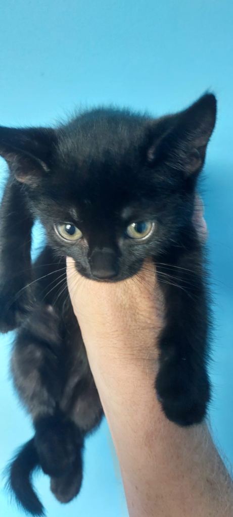 Kittens For Sale / Read Description Please.