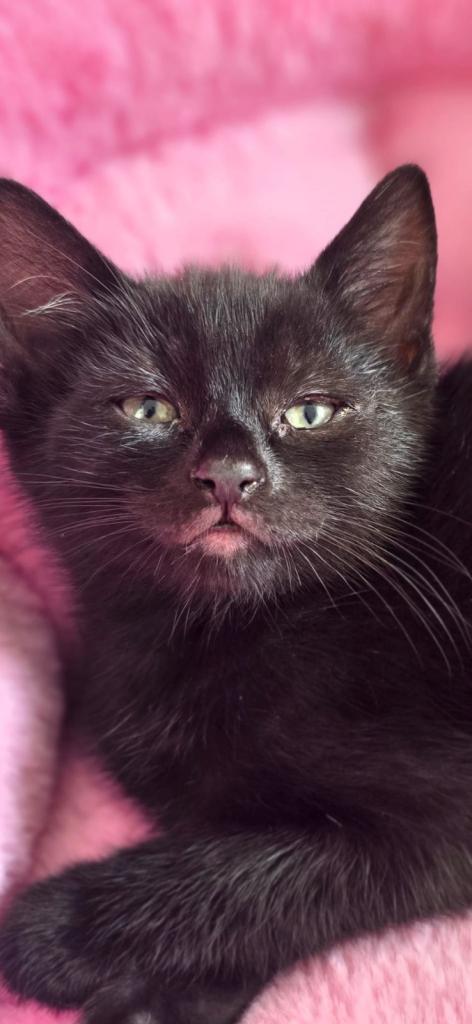 Adorable Cats 8 weeks old for sale.
